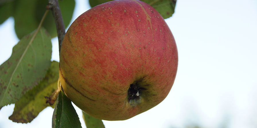 Ostrach - Vielfalt.Leben.Sein.