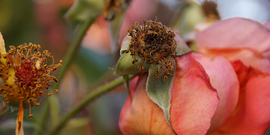 Ostrach - Vielfalt.Leben.Sein.